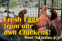 Fresh Eggs from our own Chickens
