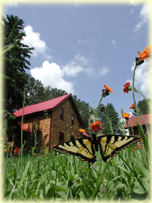Butterfly