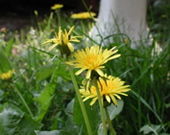 Wild Dandilion