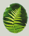 Fern leave found on our 129 acres property