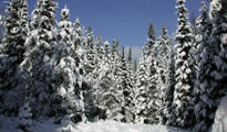 Forest path
