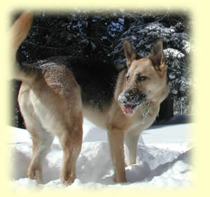 Saba playing in the snow