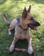 Saba, the perfect host with her stick