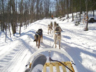 Dog sledding