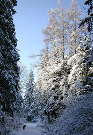 Winter Trails