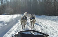 Dog sledding