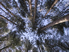 Looking up Tree