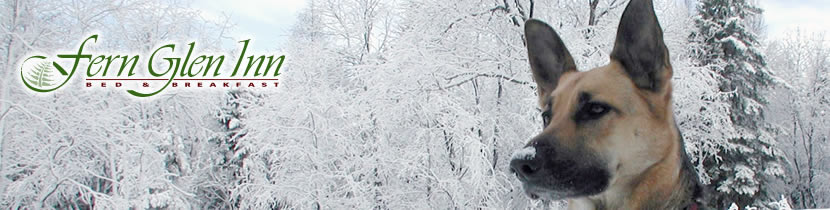 Snow scene with Saba at Fern Glen Inn Bed and Breakfast