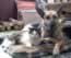 Saba and Titu