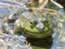 Pedro's Frog