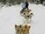 Dog sledders