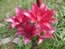 Lilies