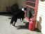 Pud waiting by the door