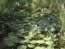 Greens