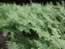 Ferns