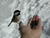 Feeding chickadee