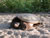 Snapping Turtle