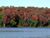 Fall colour