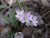 spring flower