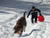 tobogganing