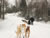 dog sledding