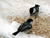 Two Chickadee