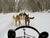 dog-sledding2