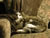 Lazy cat - Titu