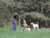Playing with dogs