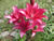 Lilies