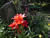 Tiger Lily