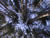 Looking up tree